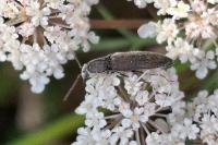 Athous haemorrhoidalis