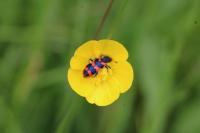 Trichodes alvearius
