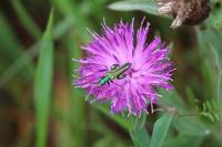 Oedemera nobilis