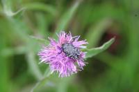 Oxythyrea funesta