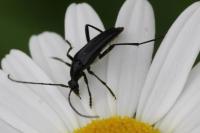 Rutpela nigra