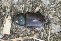Lucanus cervus