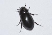 Hydrochara caraboides