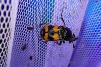Nicrophorus vespillo