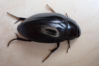 Hydrophilus piceus