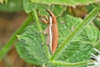 Lixus albomarginatus