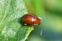 Sphaeroderma