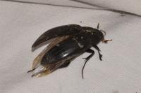 Hydrophilus piceus
