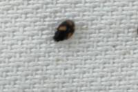 Nephus quadrimaculatus