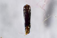 Altica lythri