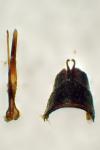 Anaspis frontalis