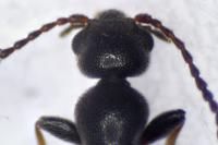 Anthicus laeviceps