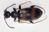 Anthicus laeviceps