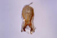 Contacyphon palustris