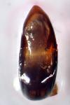 Galeruca luctuosa