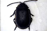 Galeruca luctuosa