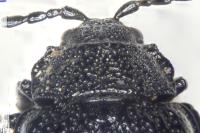 Galeruca luctuosa
