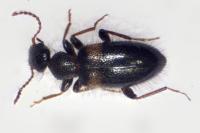 Hirticollis hispidus