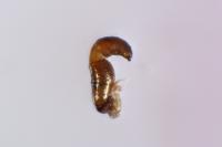 Longitarsus atricillus