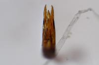 Melanophthalma suturalis