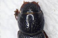 Pleurophorus caesus