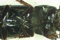Pleurophorus caesus