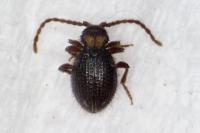 Ptinus bidens