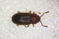 Cryptophagus scanicus
