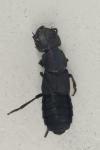 Ocypus olens