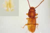 Cryptolestes pusillus