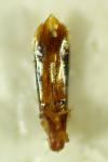 Trachys minutus