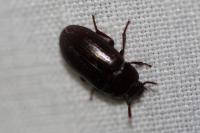 Alphitobius diaperinus