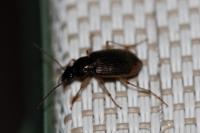 Chlaenius vestitus