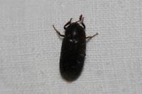Dermestes haemorrhoidalis