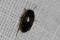 Graptodytes flavipes