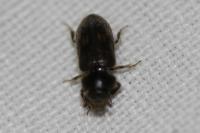 Heterocerus fenestratus