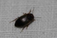 Hydroporus tessellatus