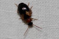 Lebia scapularis