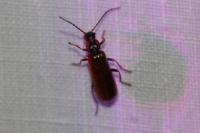 Rhagonycha nigriventris
