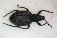 Otiorhynchus sulcatus
