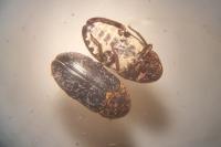 Dermestes undulatus