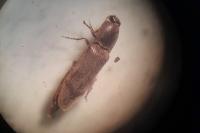 Stenagostus rhombeus