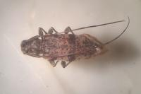 Leiopus linnei