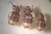 Platystomos albinus