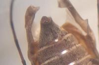 Leiopus linnei