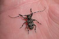 Aegomorphus clavipes