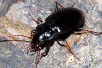Nebria brevicollis