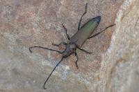Aromia moschata