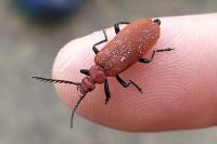 Pyrochroa serraticornis