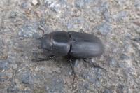 Lucanus cervus